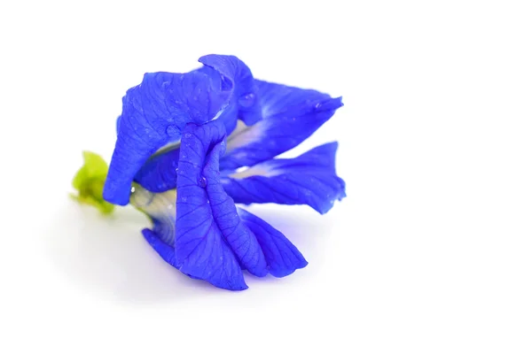 Butterfly Pea Flower — Stock Photo, Image
