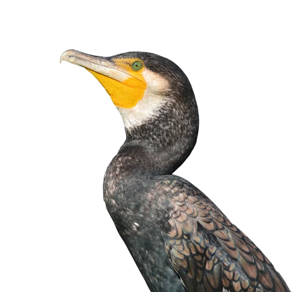 Great Cormorant bird — Stock Photo, Image