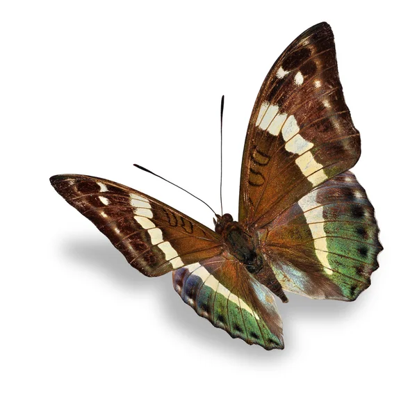 Brown butterfly — Stock Photo, Image