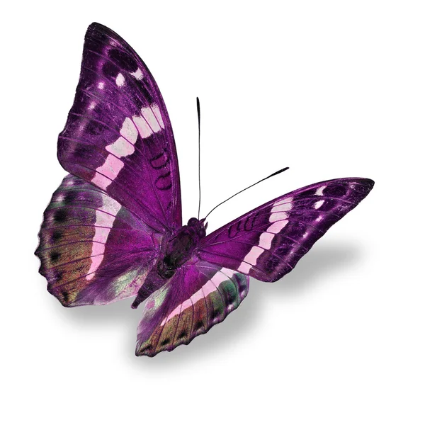 Pink butterfly — Stock Photo, Image