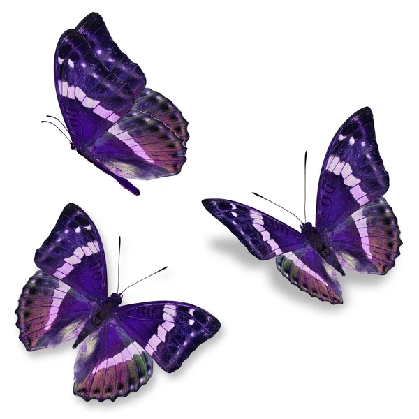 Drei lila Schmetterlinge — Stockfoto