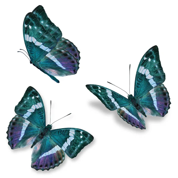 Drei blaue Schmetterlinge — Stockfoto