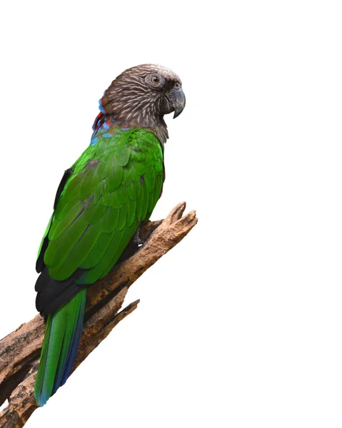 Papagaio-cabeça-de-falcão — Fotografia de Stock