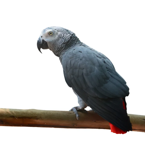 Krásný papoušek šedý — Stock fotografie