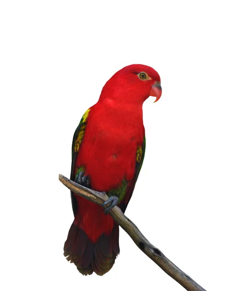 Papagaio-vermelho — Fotografia de Stock