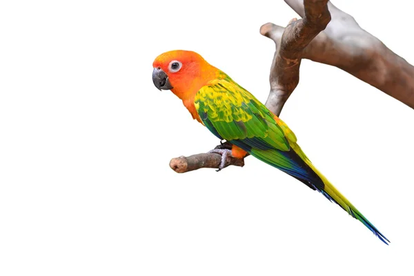 Sun conure 鸟 — 图库照片