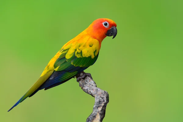 Sonnenkonturvogel — Stockfoto