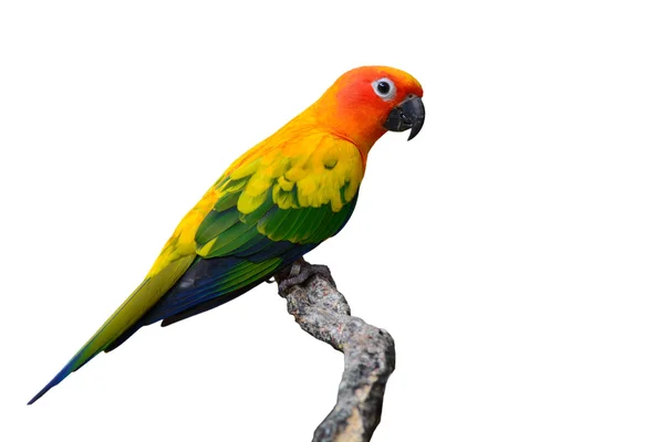 Sun Conure bird — Stock Photo, Image