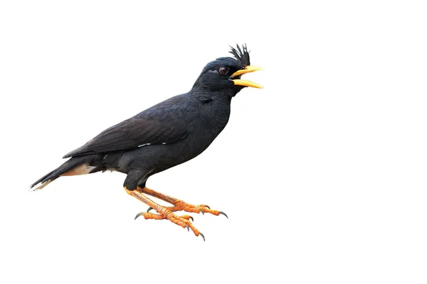 Asiatiska Pied Starling fågel — Stockfoto