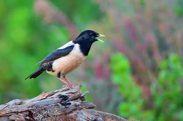 Růžový Starling pták — Stock fotografie