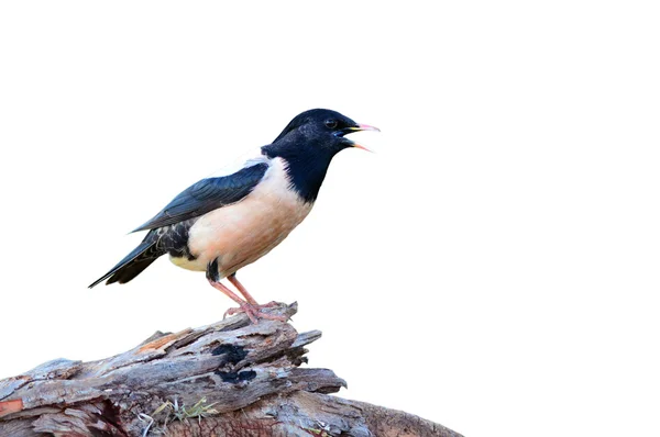 バラ色のムクドリ鳥 — ストック写真