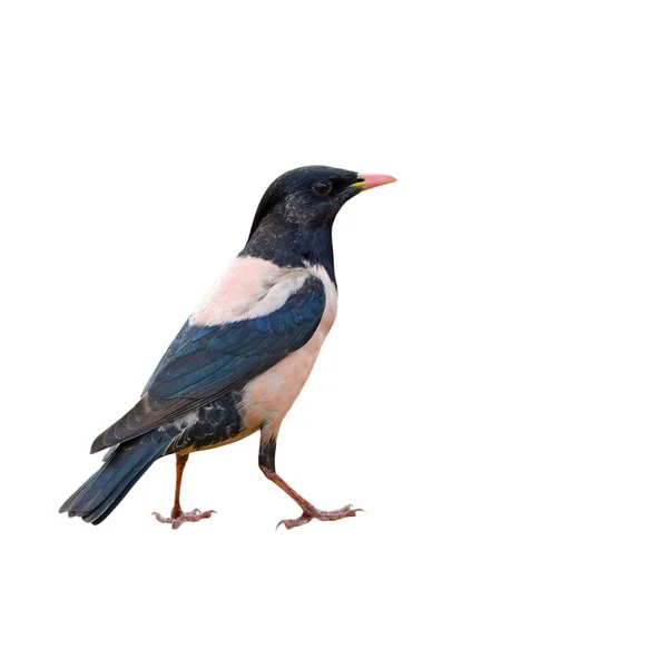 Rosiga Starling fågel — Stockfoto