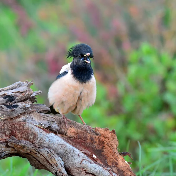 Rosy Starling pájaro —  Fotos de Stock