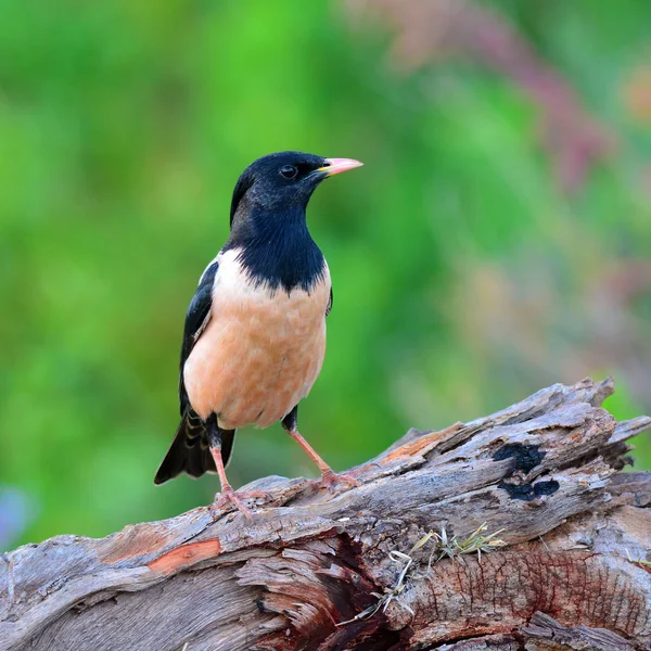 Rosy Starling pájaro —  Fotos de Stock