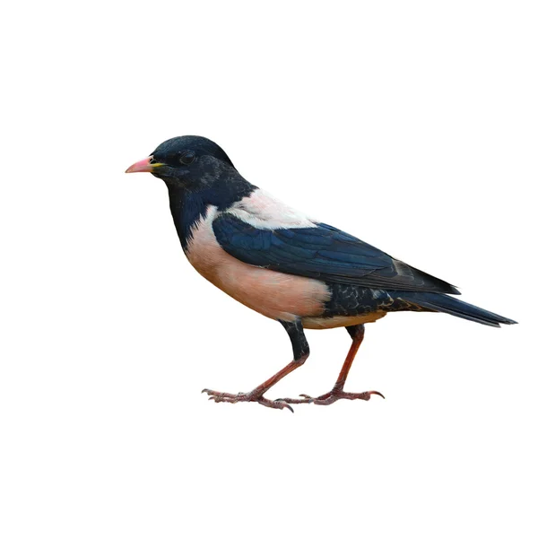 Rosy Starling uccello — Foto Stock