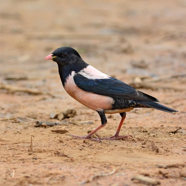 バラ色のムクドリ鳥 — ストック写真