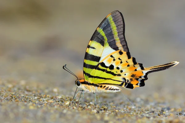 Fivebar swordtail motýl — Stock fotografie