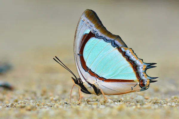 Yellow Nawab butterfly — ストック写真