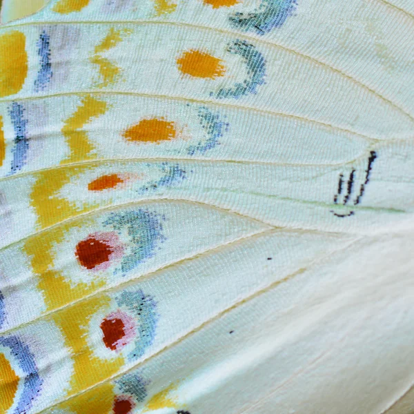Butterfly wing — Stock Photo, Image