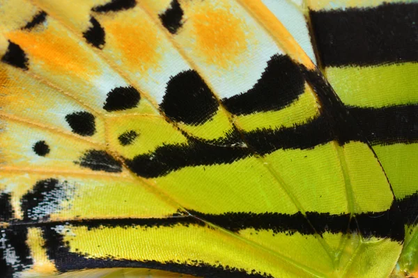 Butterfly wing — Stock Photo, Image