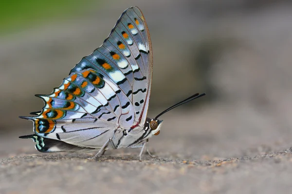 Black Rajah — Stok fotoğraf