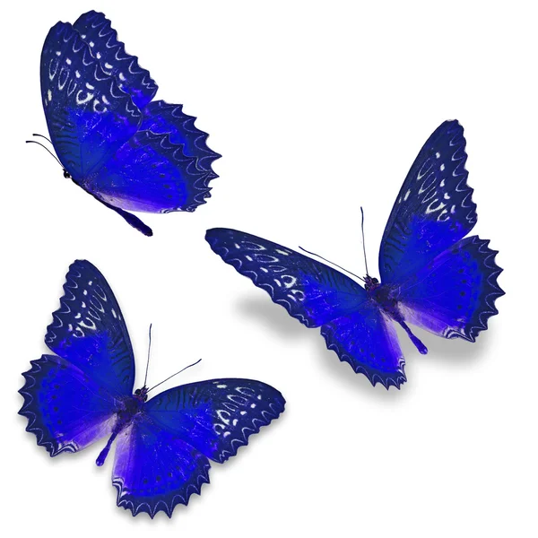 Τρεις μπλε πεταλούδα — Φωτογραφία Αρχείου