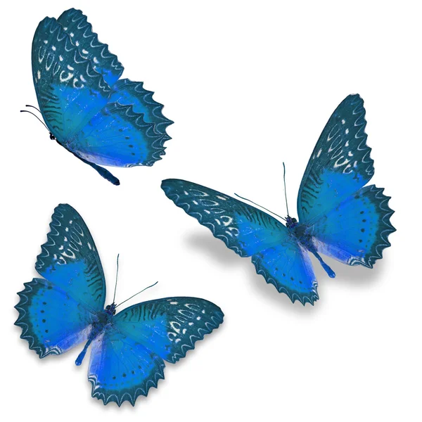 Três borboleta azul — Fotografia de Stock