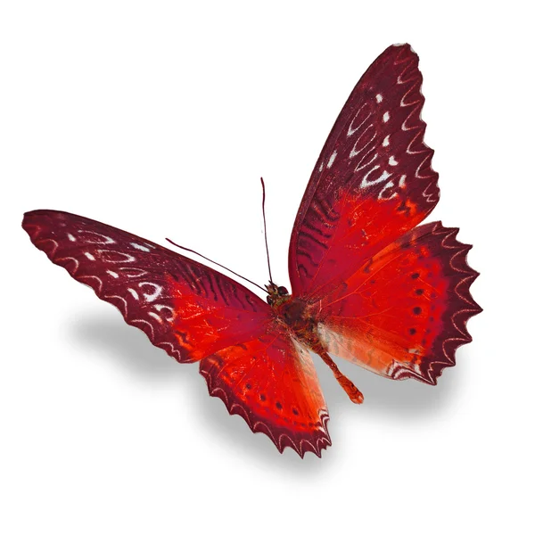 Roter Schmetterling — Stockfoto