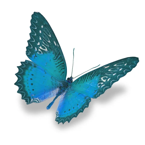 Blue butterfly — Stock Photo, Image