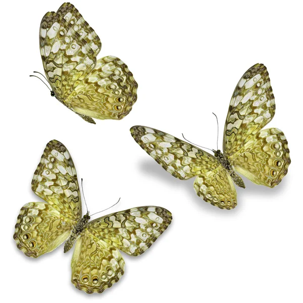 Tres mariposas amarillas — Foto de Stock