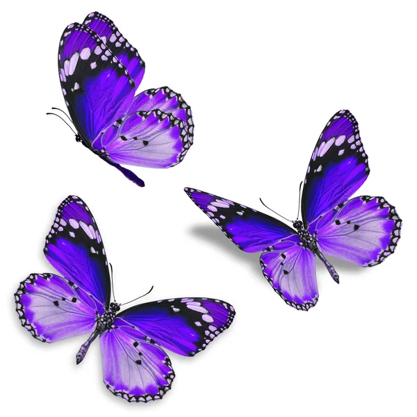 Three purple butterfly — Stock Photo, Image