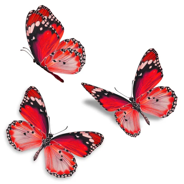 Üç kırmızı kelebek — Stok fotoğraf
