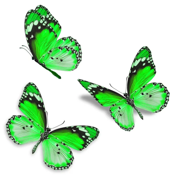 Tři zelené motýl — Stock fotografie