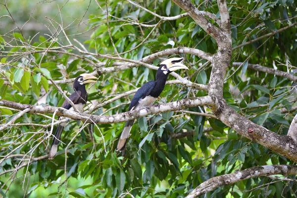 Orientaliska svartvit hornbill — Stockfoto