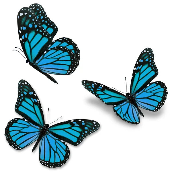 Blue monarch butterfly — Stock Photo, Image