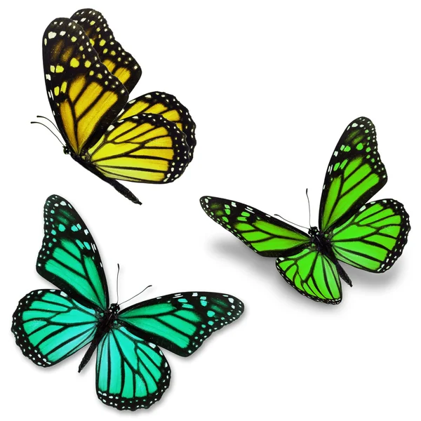 Barevný motýl monarcha — Stock fotografie