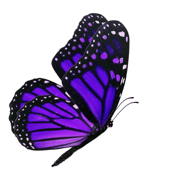 Purple monarch butterfly — Stock Photo, Image