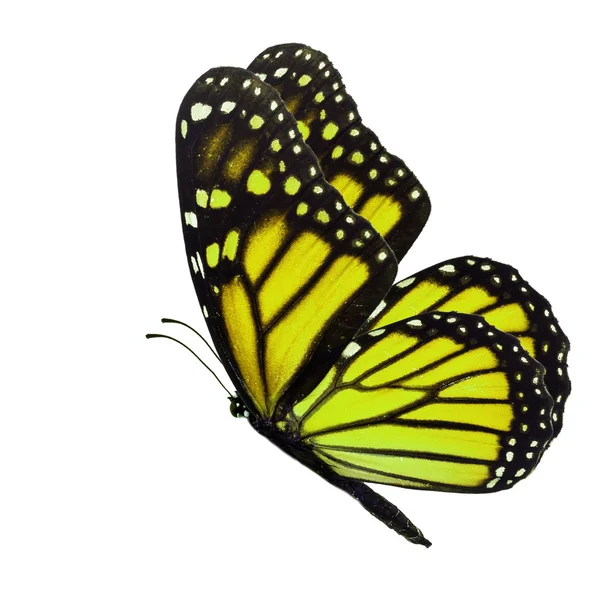Жёлтая бабочка — стоковое фото
