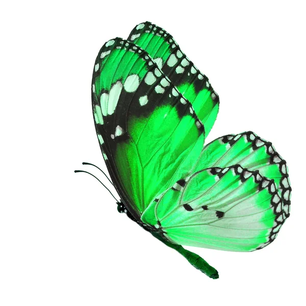 Grønn sommerfugl – stockfoto