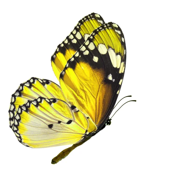 Mariposa amarilla — Foto de Stock