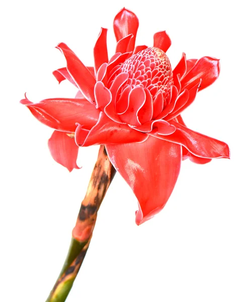 Etlingera elatior — Foto Stock