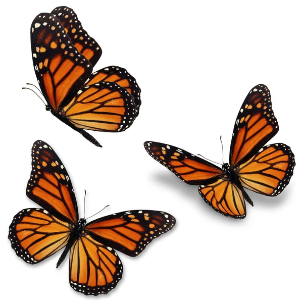 Borboleta monarca Fotografia De Stock