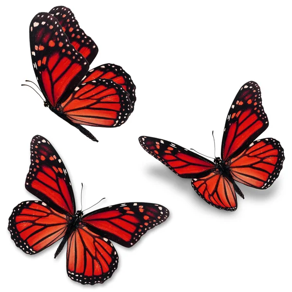 Papillon monarque rouge Photo De Stock