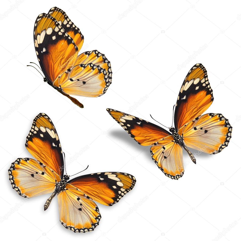 Three orange butterfly