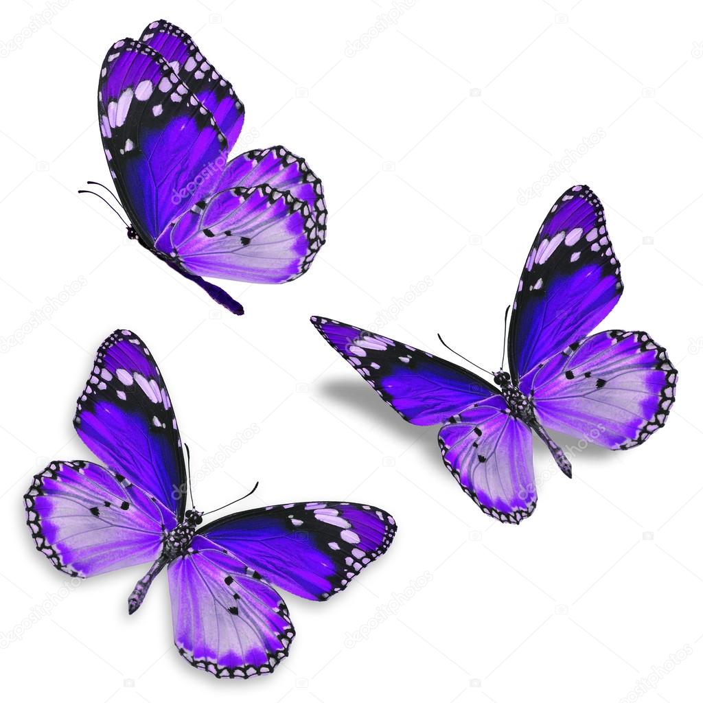 三紫蝴蝶图库照片 免版税三紫蝴蝶图片 Depositphotos 三紫蝴蝶图库照片 免版税三紫蝴蝶图片 Depositphotos