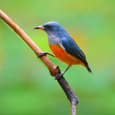 Flowerpecker turuncu karınlı
