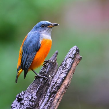 (Flowerpecker turuncu karınlı