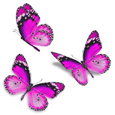 Üç pembe kelebek