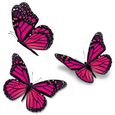 pembe kelebek monarch