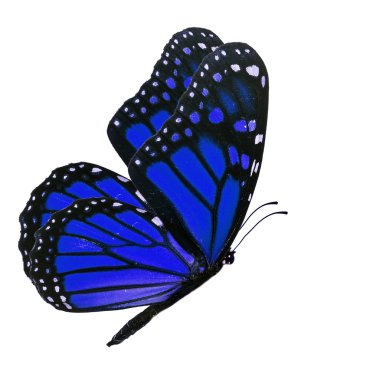 Mavi kelebek monarch